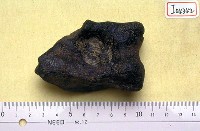 藏品(牛右側距骨一塊)的圖片